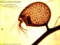 004_utri_gibba_M01_k.jpg