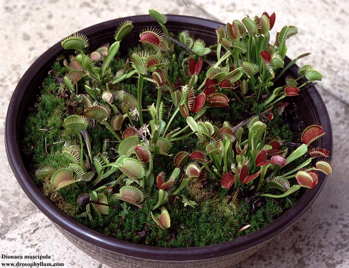 Dionaea04.jpg