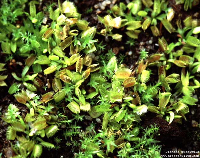 Dionaea_Saemling01.jpg