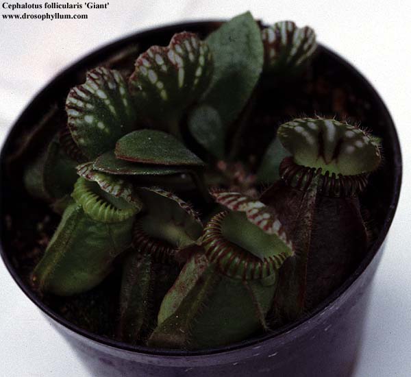 Gent_cephalotus.jpg