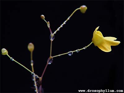 Utriculariaflaccida01.jpg