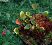 Utricularia 	quelchii