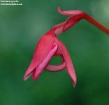 Utricularia 	quelchii