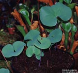 Utricularia reniformis