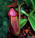 Nepenthes macrophylla