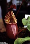 Nepenthes veitchii