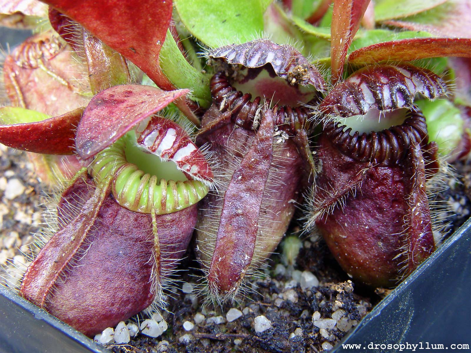 Cephalotus follicularis Kultur und