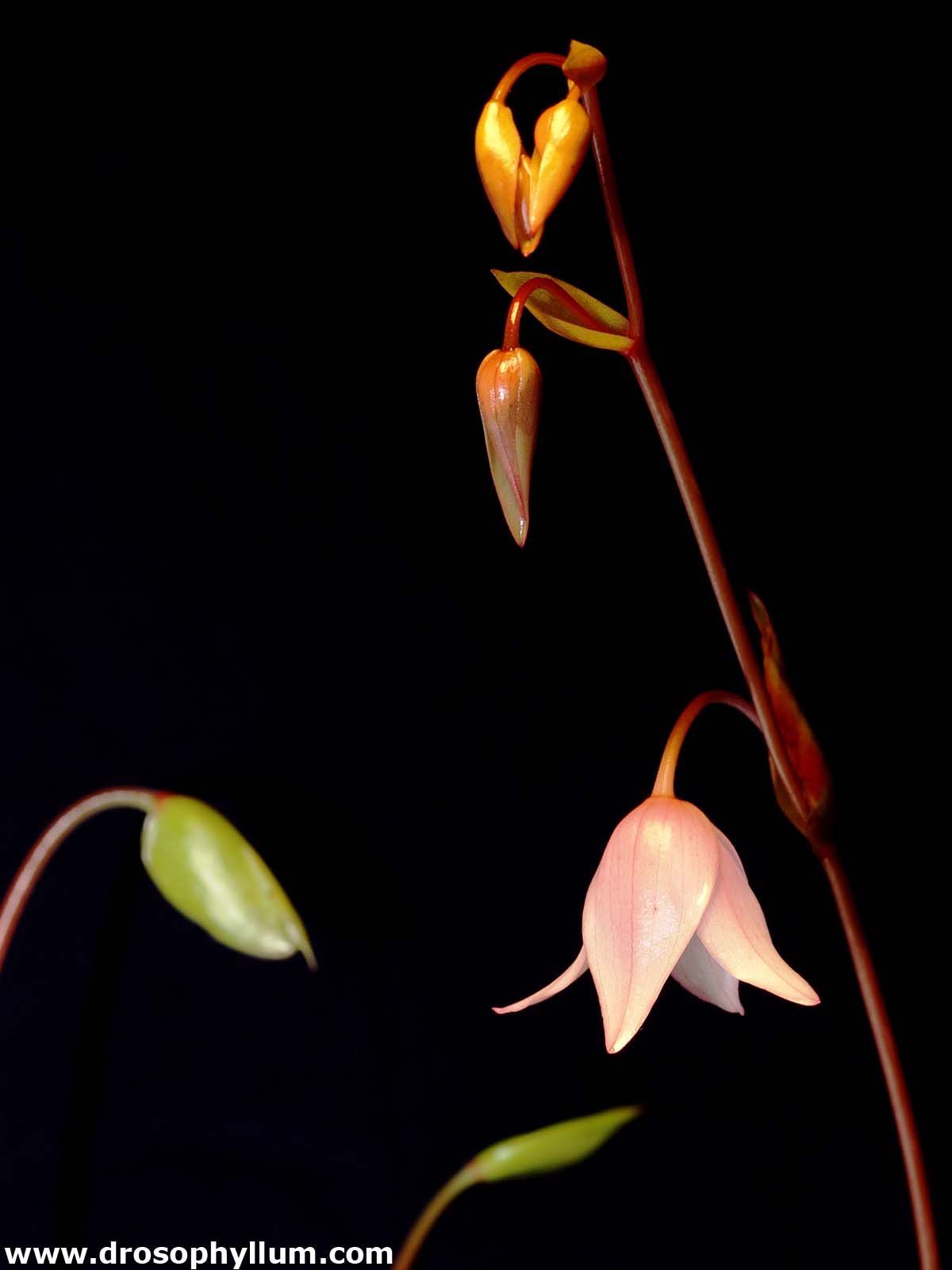 Heliamphora Kultur und Beschreibung des