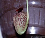 Nepenthes aristolochioides