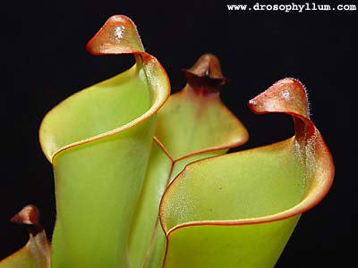 Heliamphora heterodoxa