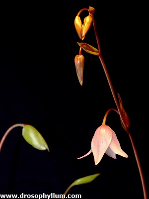 Heliamphora heterodoxa