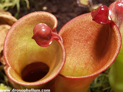 Heliamphora heterodoxa