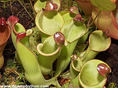 Heliamphora heterodoxa