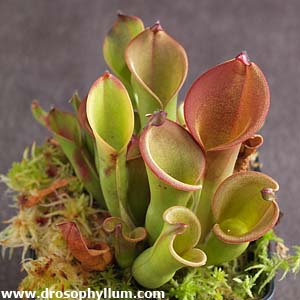 Heliamphora hispida