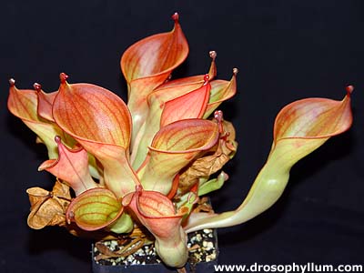 Heliamphora ionasii