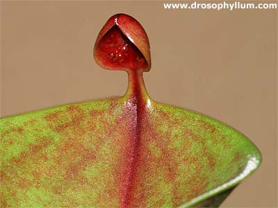 Heliamphora minor