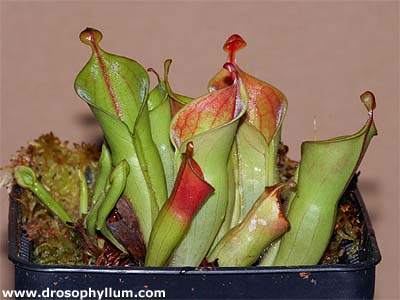 Heliamphora minor