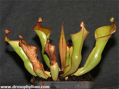 Heliamphora nutans