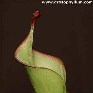 Heliamphora nutans