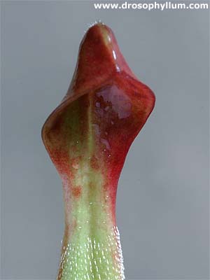 Heliamphora tatei