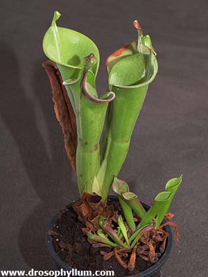 Heliamphora nutans