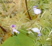 Utricularia 	blanchetii