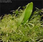 Utricularia 	endresii