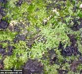 Utricularia 	flaccida