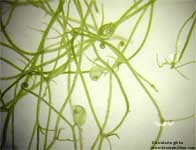Utricularia gibba