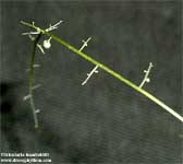 Utricularia humboldtii