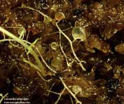 Utricularia humboldtii