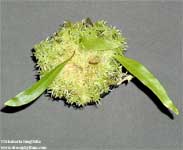 Utricularia longifolia