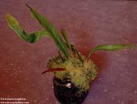 Utricularia longifolia