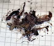 Utricularia 	menziesii