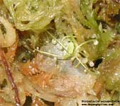 Utricularia nelumbifolia