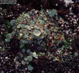 Utricularia nephrophylla