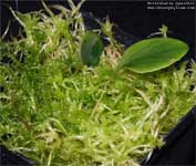 Utricularia 	quelchii