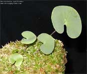 Utricularia 	reniformis