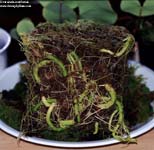 Utricularia 	reniformis