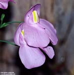 Utricularia 	reniformis