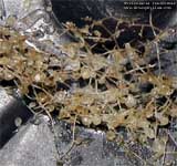 Utricularia reniformis