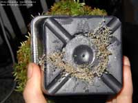 Utricularia reniformis