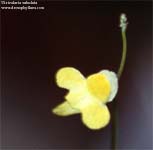 Utricularia subulata