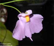 Utricularia longifolia