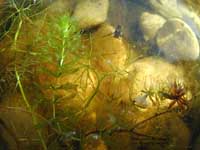 Aldrovanda vesiculosa