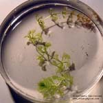 Aldrovanda vesiculosa