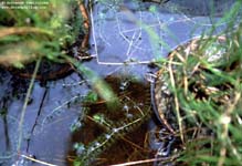 Aldrovanda vesiculosa