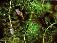 Aldrovanda vesiculosa