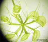 Aldrovanda vesiculosa