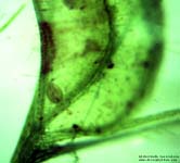 Aldrovanda vesiculosa Falle